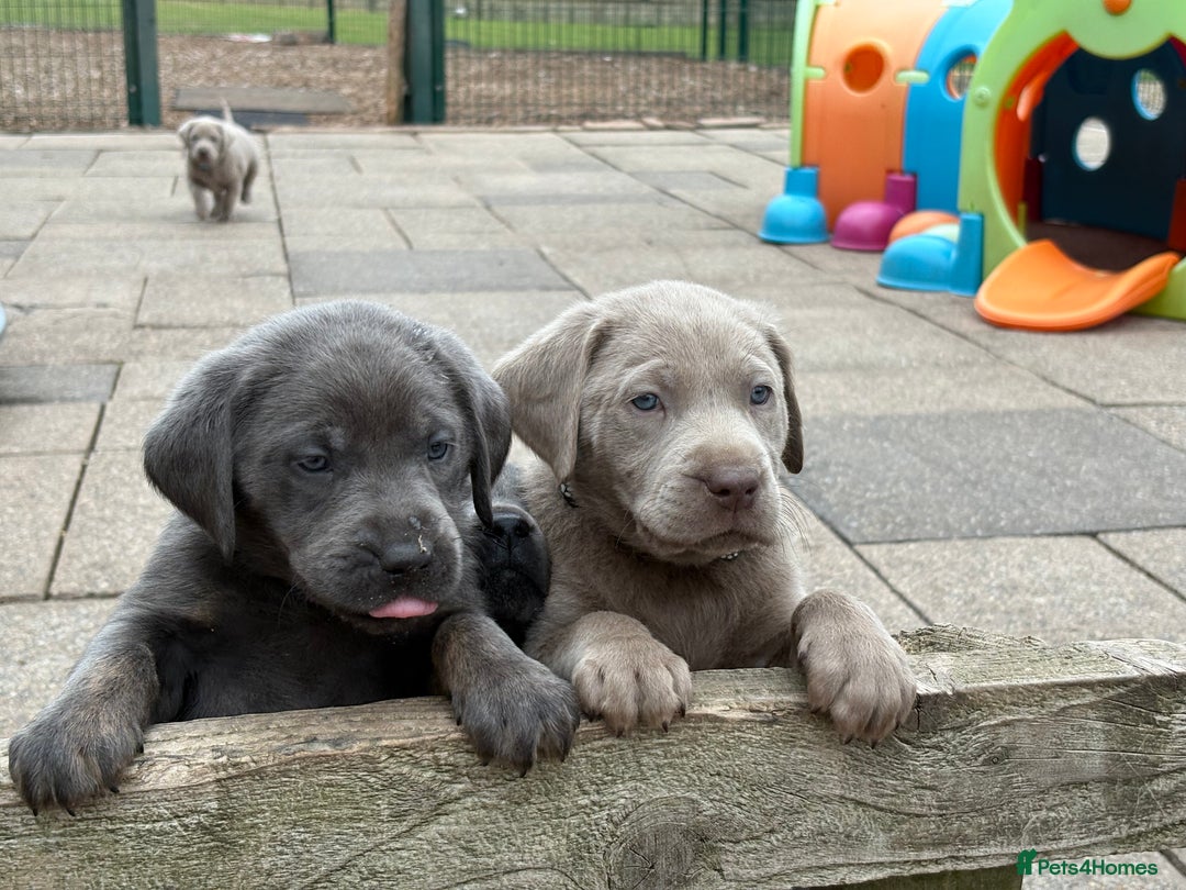Labrador Retriever dogs for sale: Gorgeous KC Silver & Charcoal Labs - Image 1