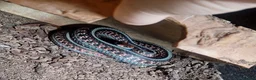 Garter Snake reptiles for sale: CB23 red sided garter snake  - Advert 2