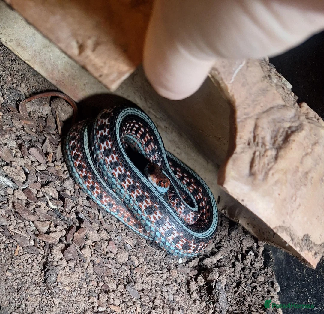 Garter Snake reptiles for sale: CB23 red sided garter snake  - Advert 2