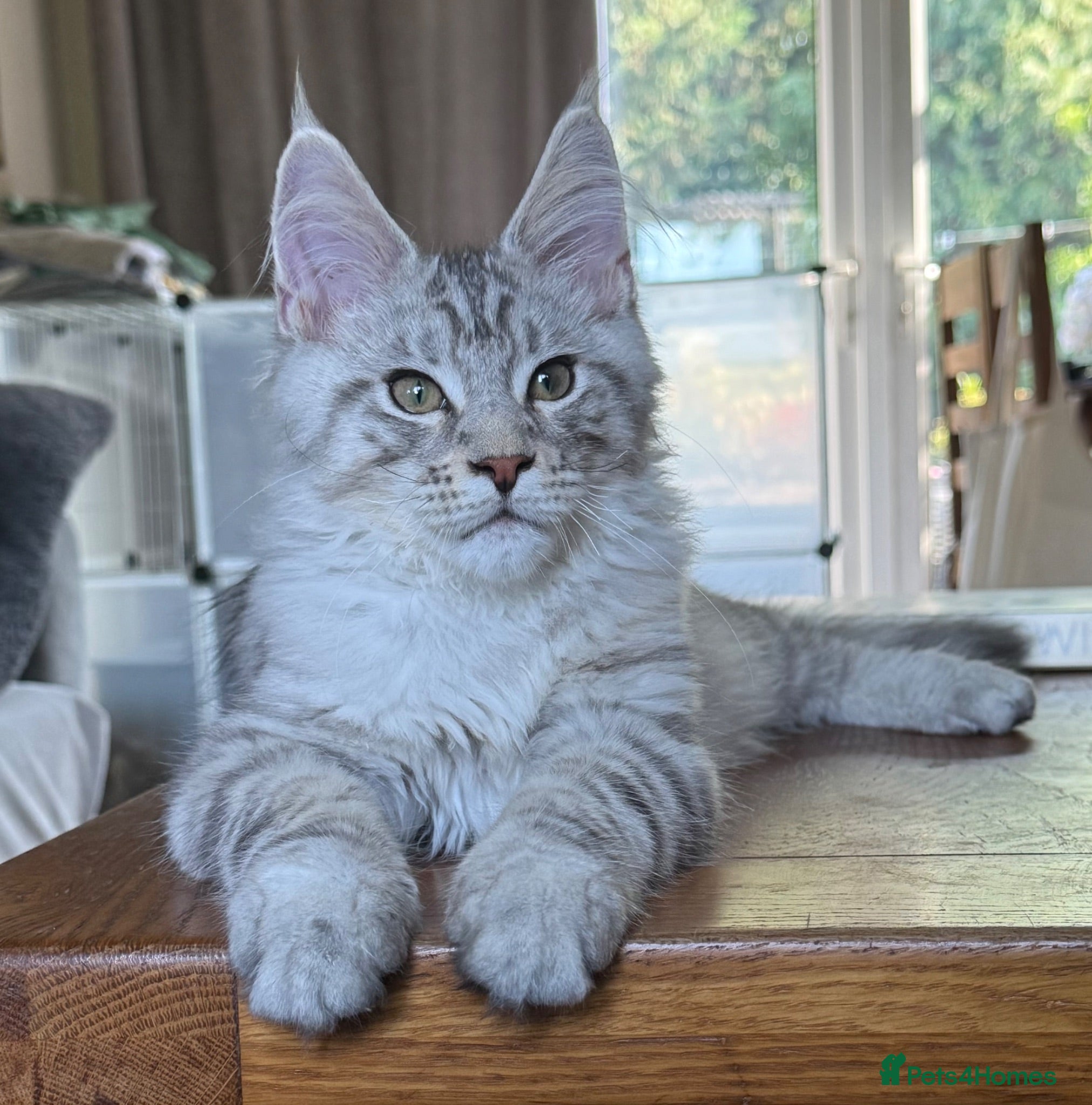 Maine Coon cats Mackerel tabby boys  - Advert 2