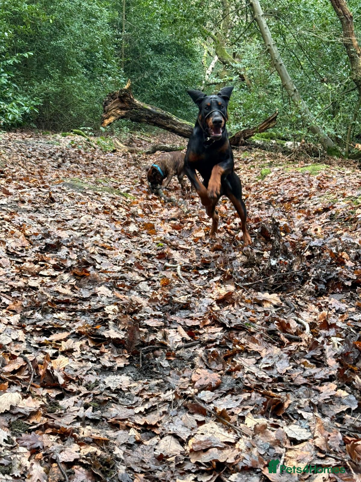 Dobermann dogs Re home in Bradford - Advert 1