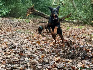 Dobermann dogs Re home in Bradford - Advert 1