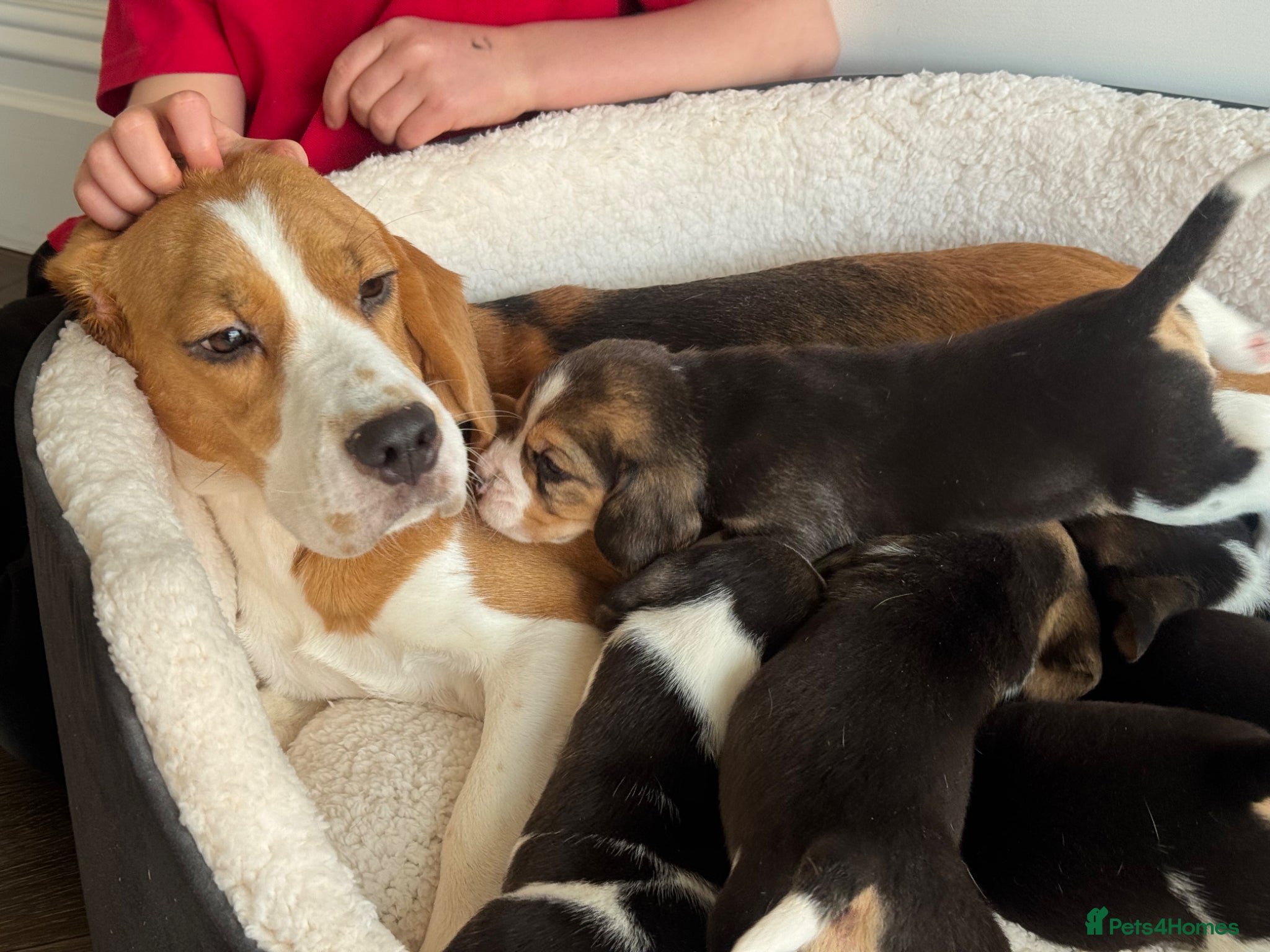 Beagle dogs KG REGISTERED BEAGLE 100% TRUE TO TYPE  - Advert 1