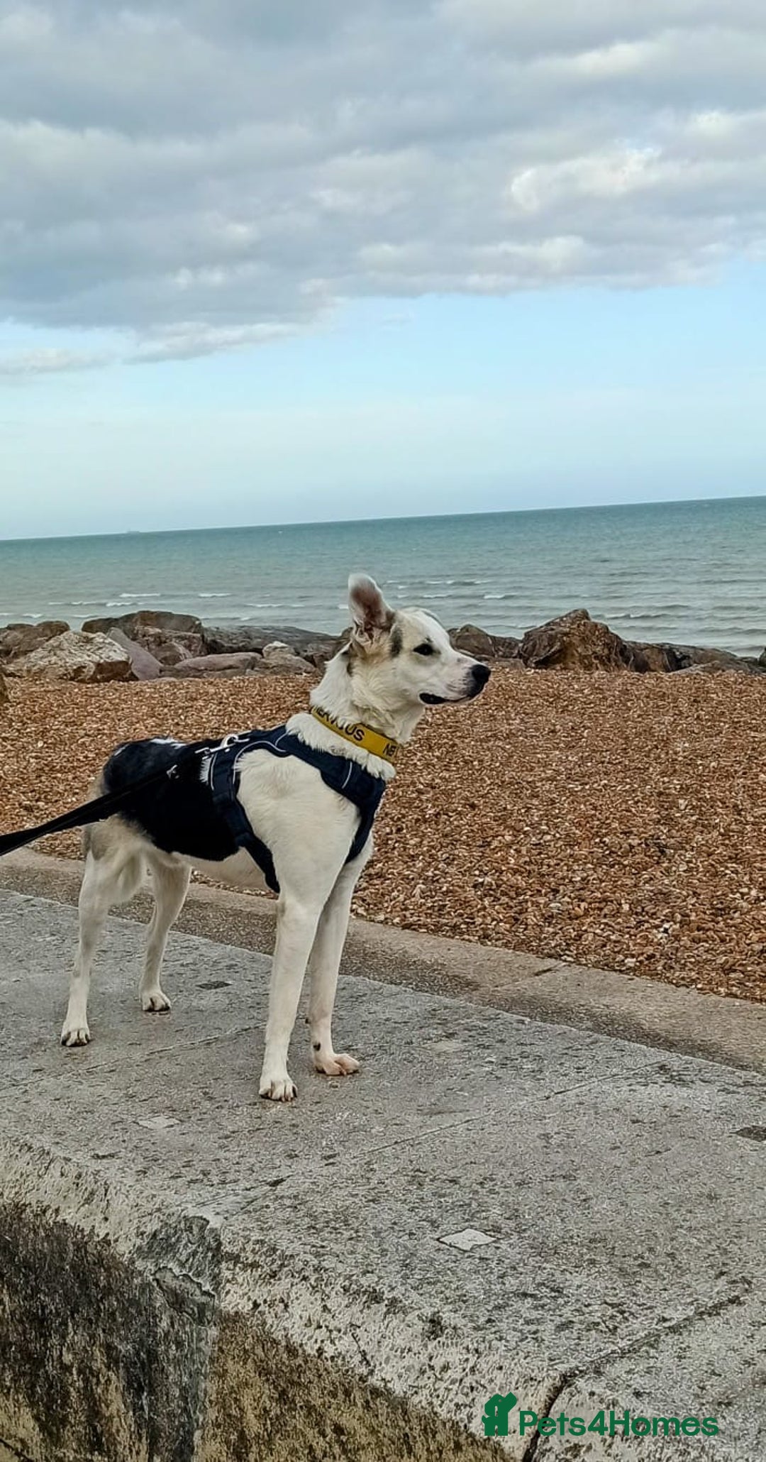 Mixed Breed dogs for adoption: 11 Month Old George is looking for a new home - Image 4