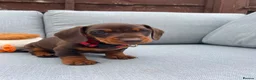 Miniature Dachshund dogs for sale: Chocolate boys 🐾 in Chatham - Advert 18