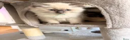 Ragdoll cats for sale: GCCF Ragdoll pedigree kittens blue point  - Advert 8