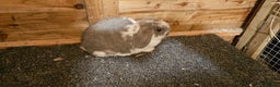 Mini Lop rabbits for sale: mini lop for sale  - Advert 3