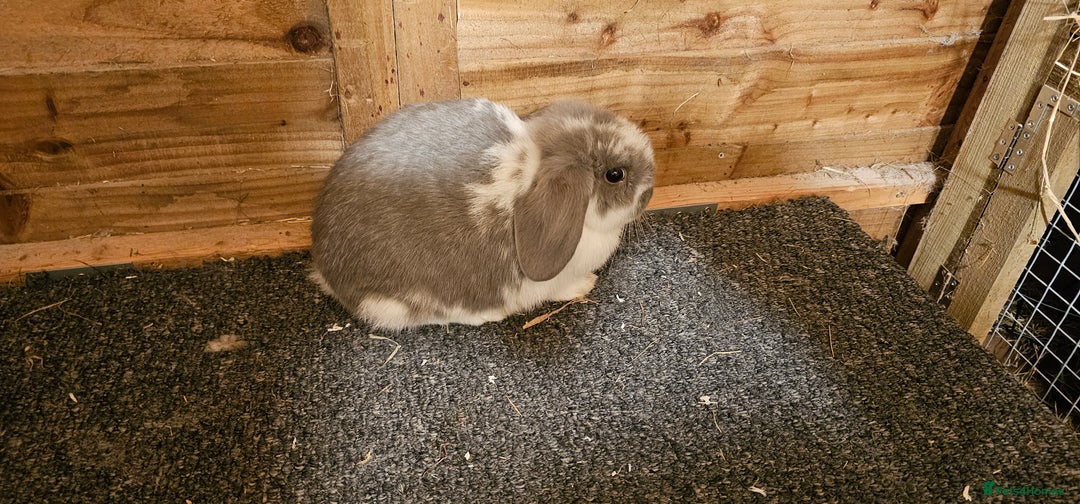 Mini Lop rabbits for sale: mini lop for sale  - Advert 3