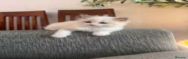 Ragdoll 2