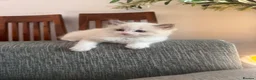 Ragdoll cats for sale: Bicolour ragdoll kittens and mum for sale - Advert 25