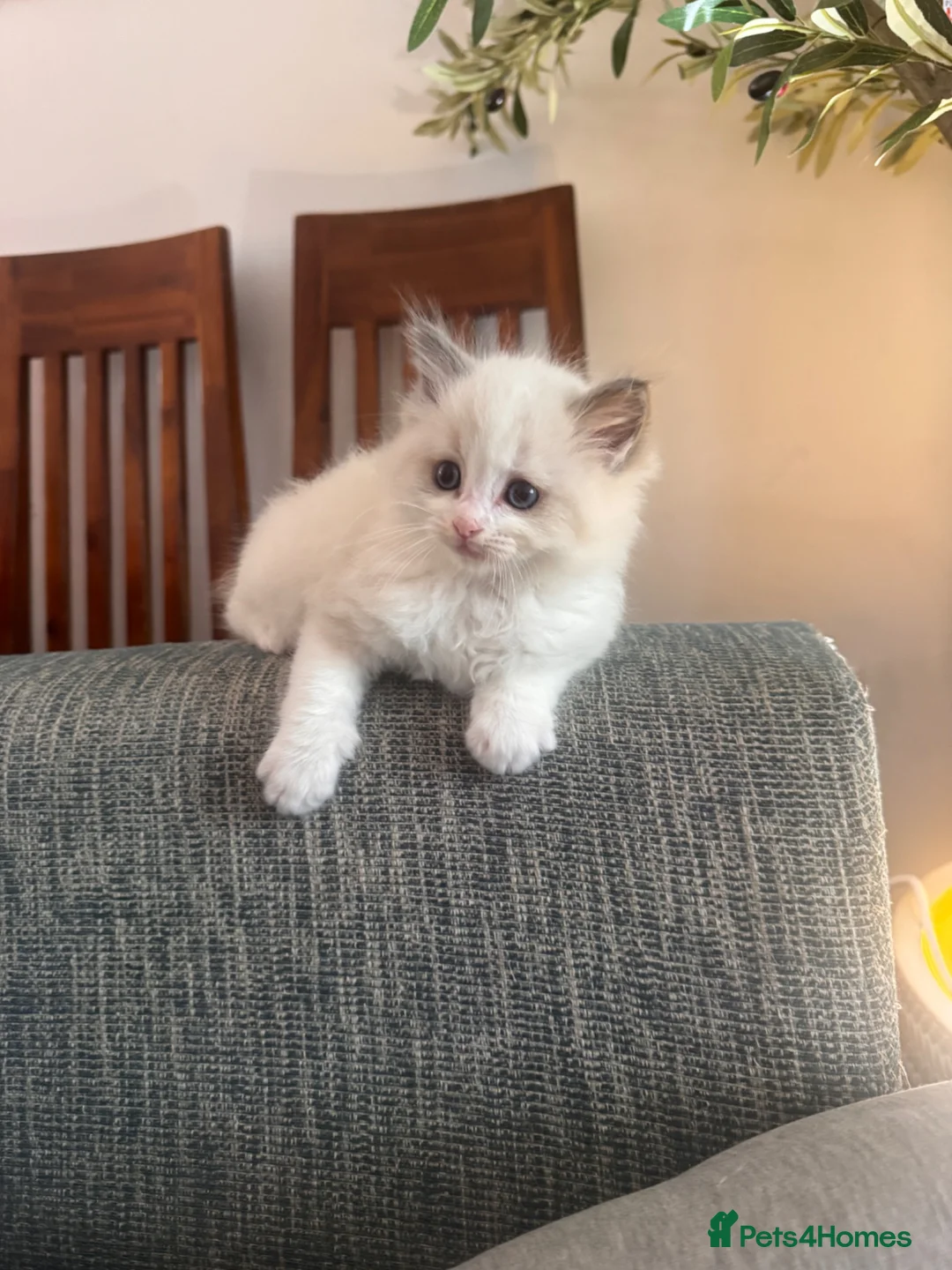 Ragdoll cats for sale: Bicolour ragdoll kittens and mum for sale - Advert 25