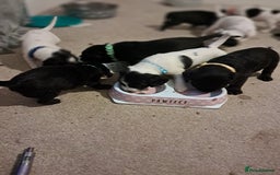 Mixed Breed dogs for sale: Splurcherpoo puppys - Image 8