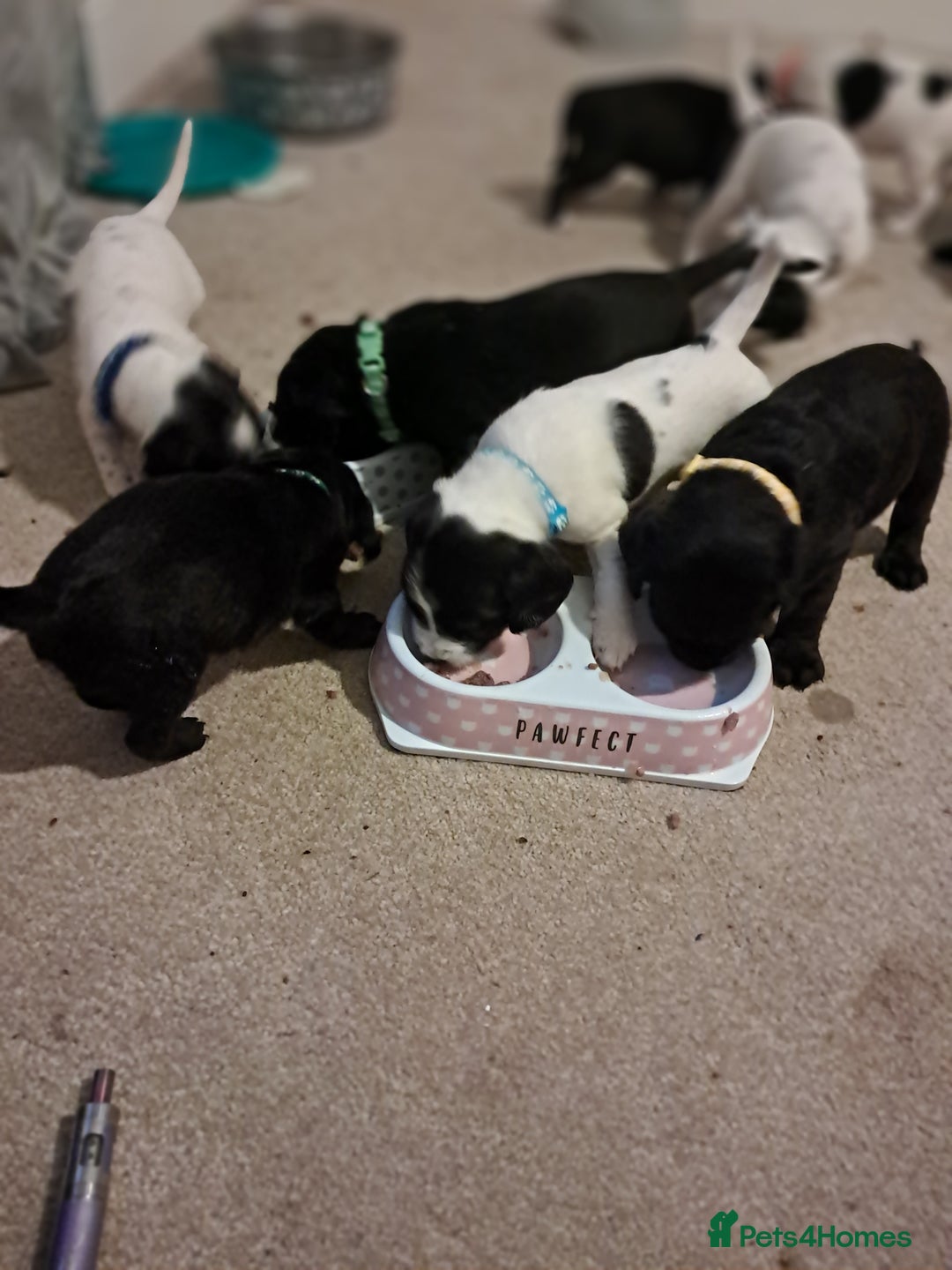 Mixed Breed dogs for sale: Splurcherpoo puppys - Image 8