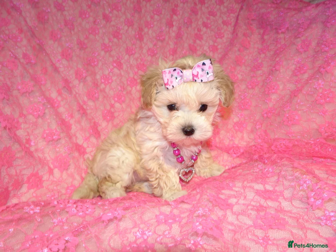 Maltipoo dogs for sale: *Apricot F1 Maltese x Toy Poodle Maltipoo Puppy* - Advert 3