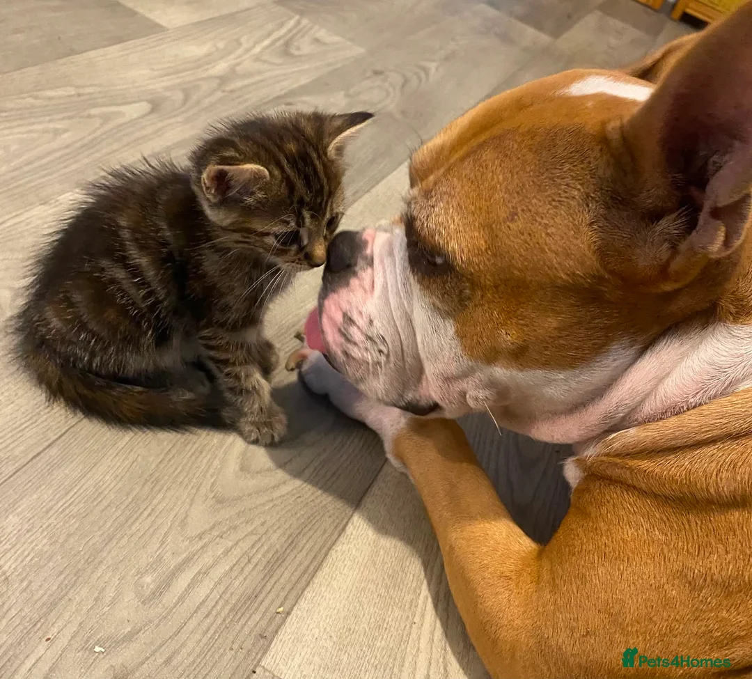 Mixed Breed cats for sale: Beautiful kittens - Advert 2