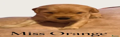 Miss Orange