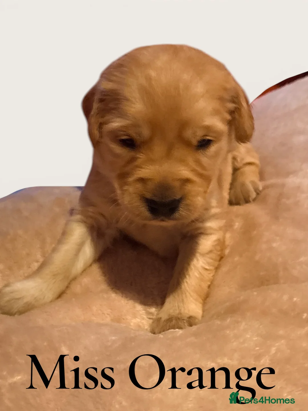 Golden Retriever dogs for sale: KC Registered Golden Retriever puppies - Advert 2