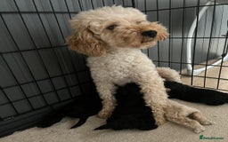 Cockapoo dogs for sale: Gorgeous F1b cockapoos - Image 8