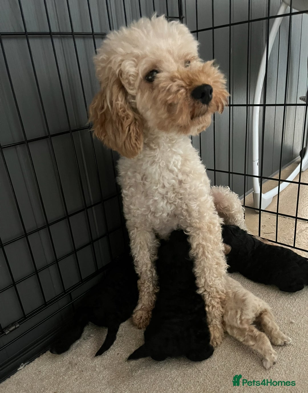 Cockapoo dogs for sale: Gorgeous F1b cockapoos - Image 8