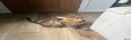 Bengal cats for sale: Rocky and Ruby - Advert 4