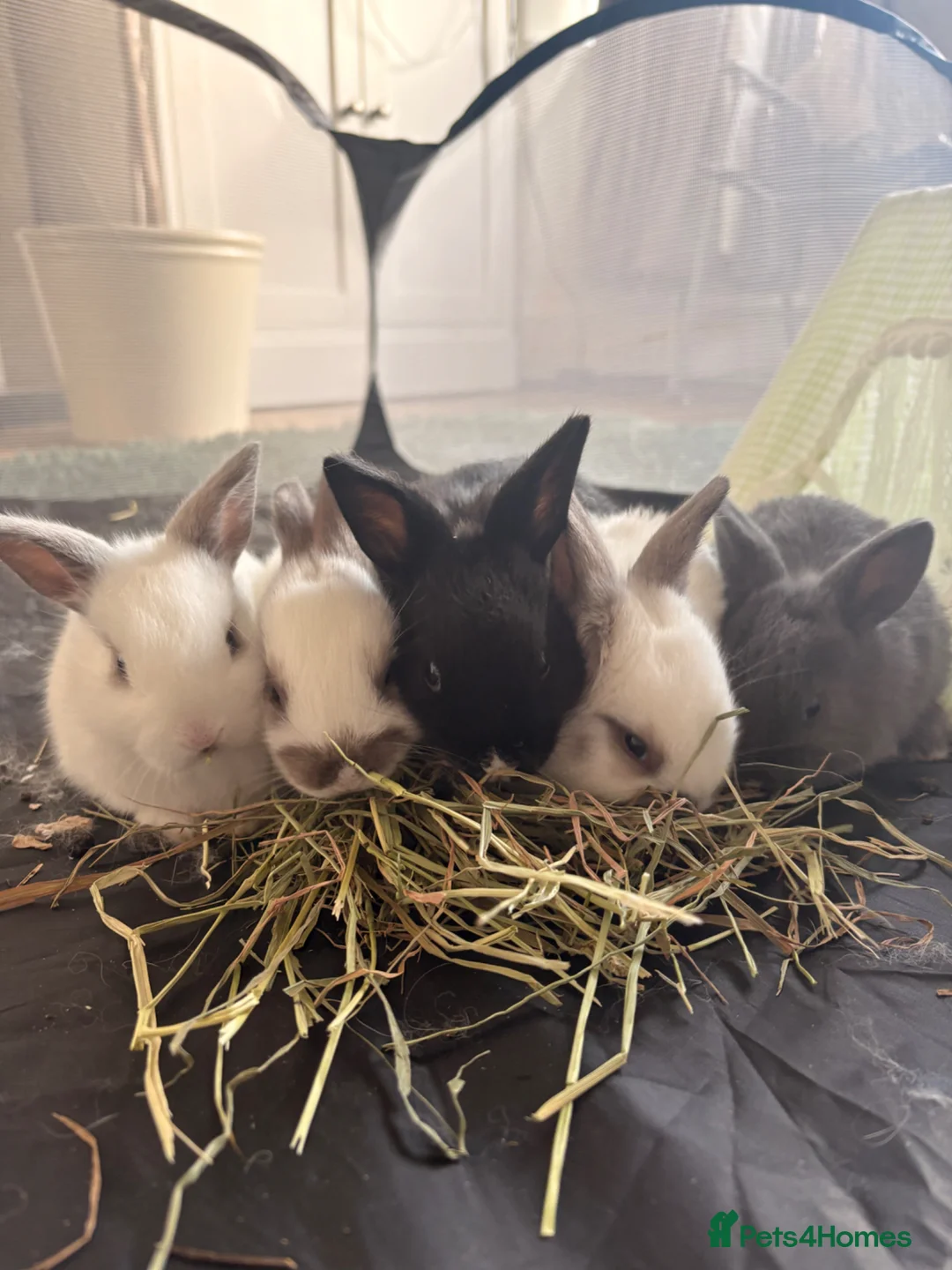 English rabbits for sale: 5 beautiful baby bunnies🐰 2 LEFT - Advert 2