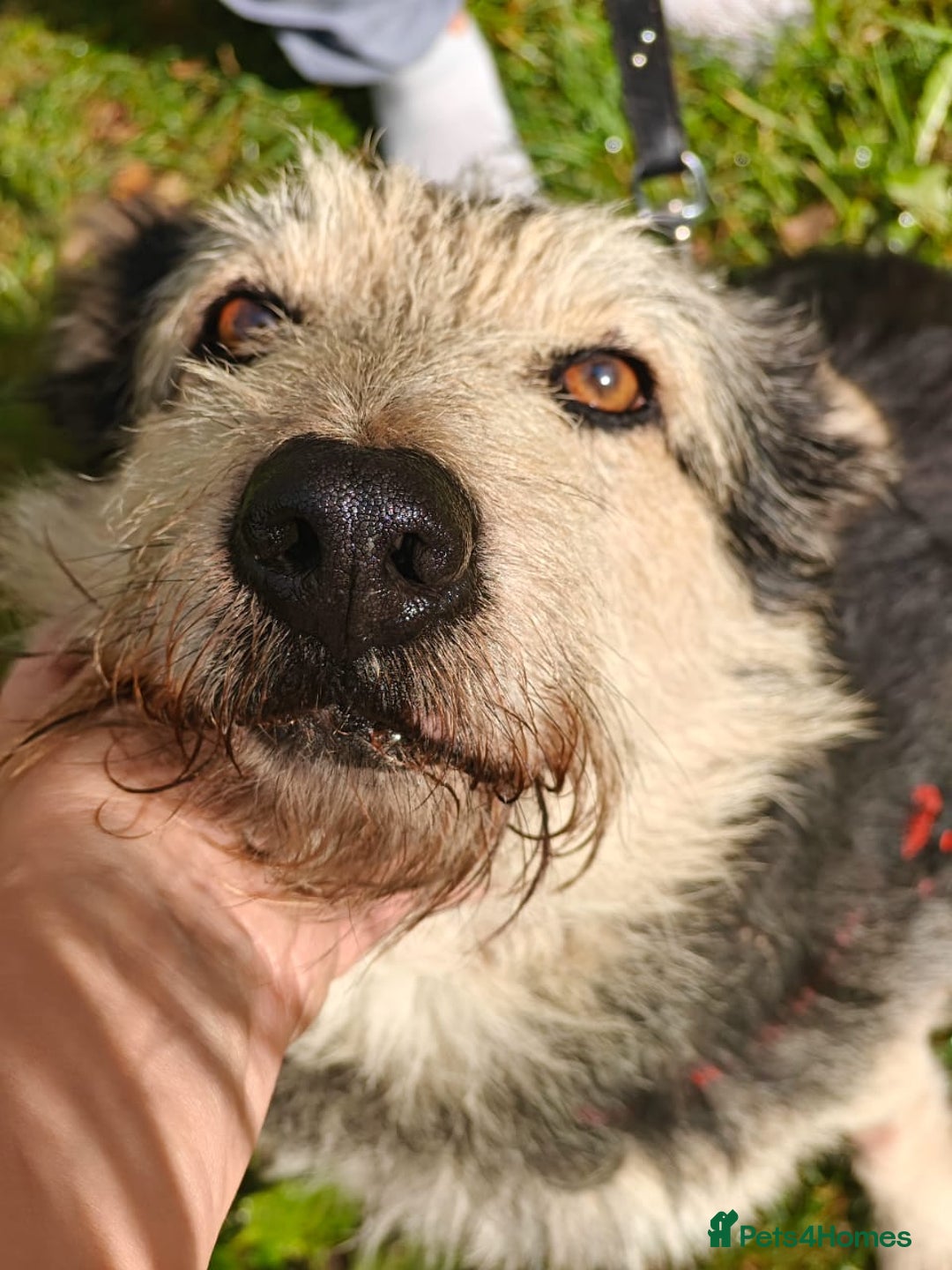 Mixed Breed dogs for adoption: 💙🐶 THEO 🐶💙 - Image 17