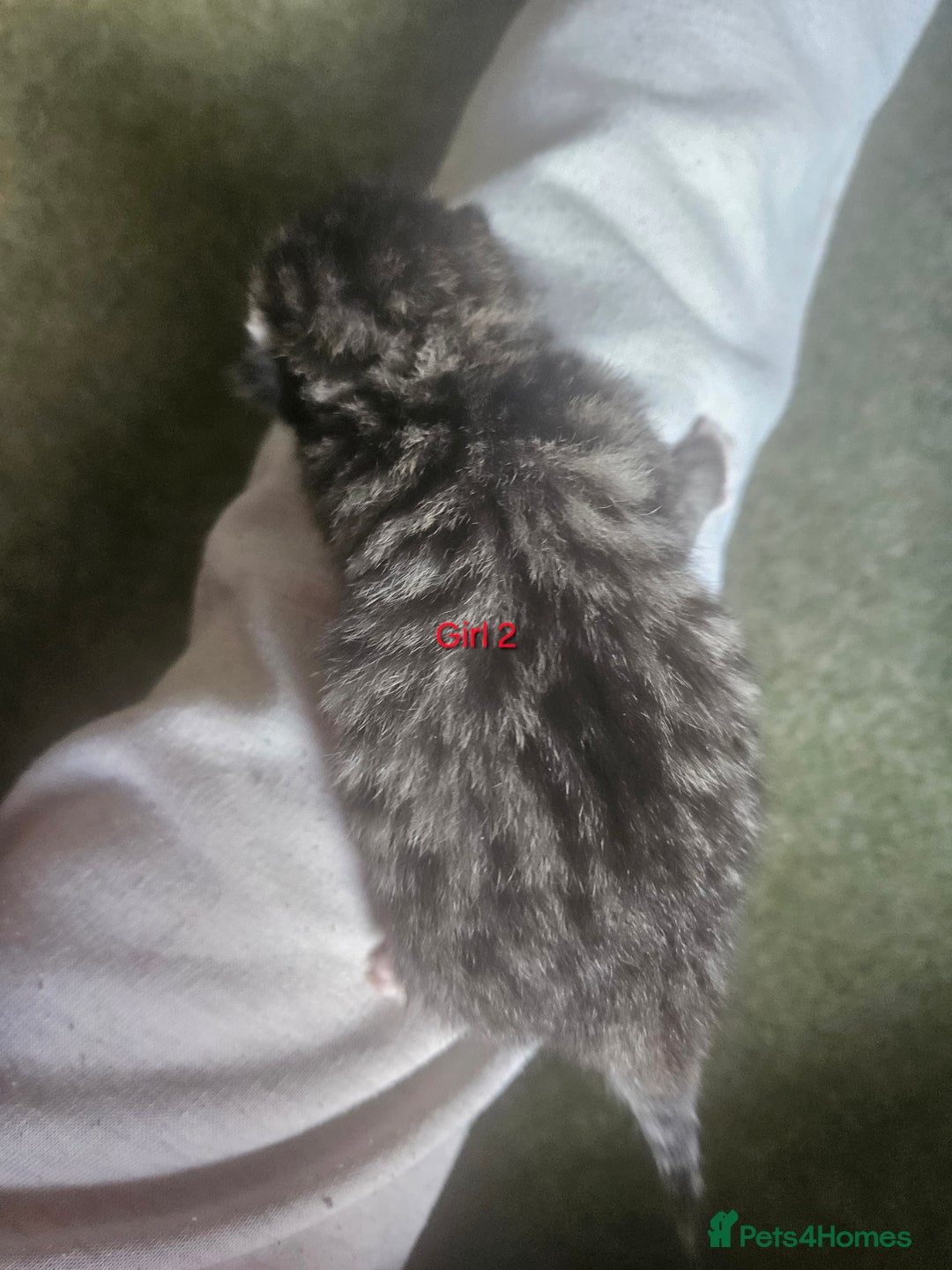 Maine Coon cats for sale: Maine Coon mix kittens - Image 8