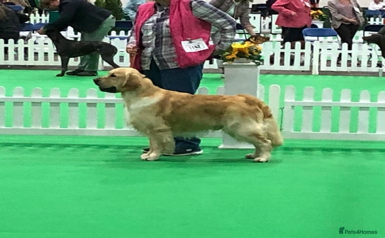 Golden Retriever dogs in Conwy - Advert 3