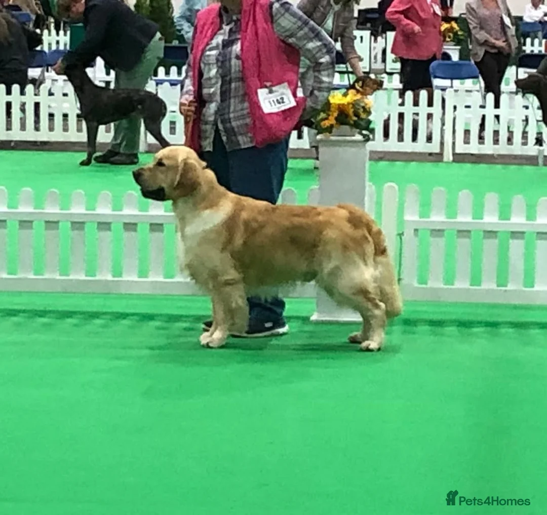 Golden Retriever dogs for stud: Cesarka Golden Retrievers in Conwy - Advert 6