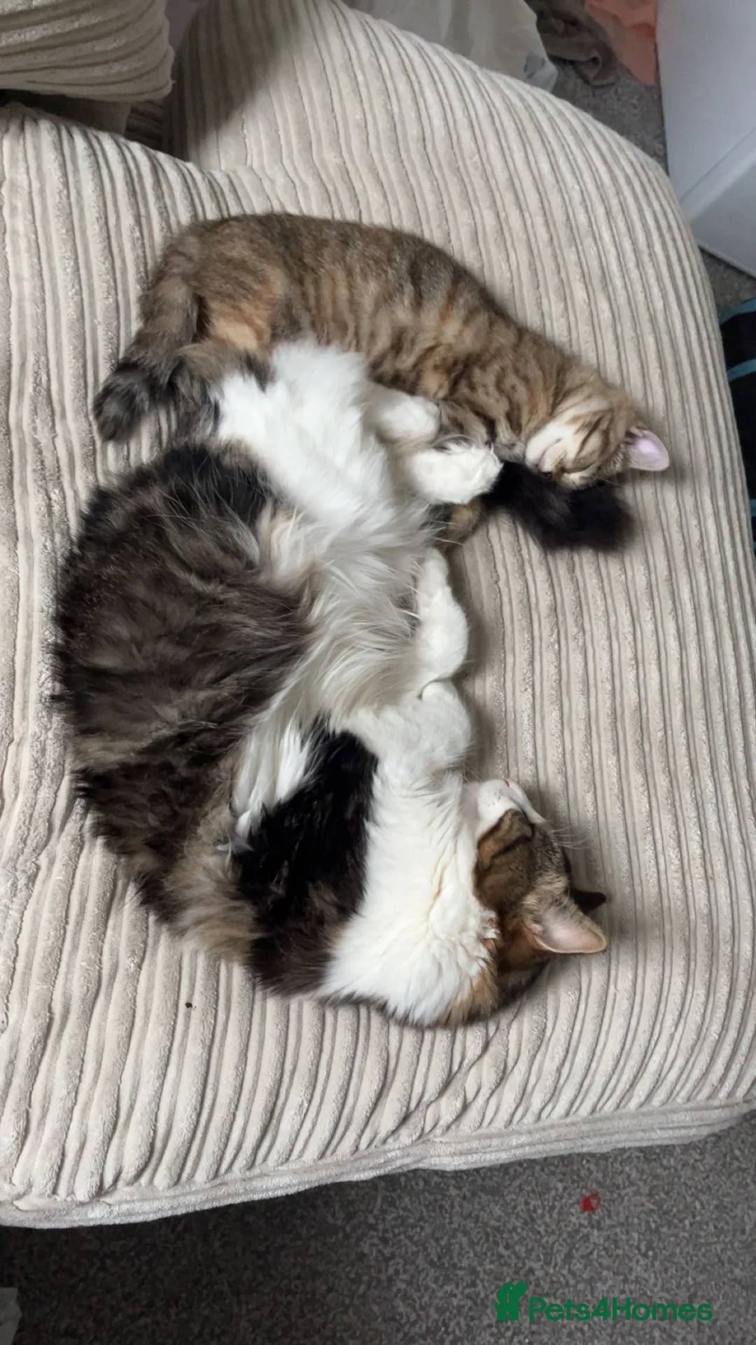 Mixed Breed cats for sale: Patch & bellatrix - Advert 5