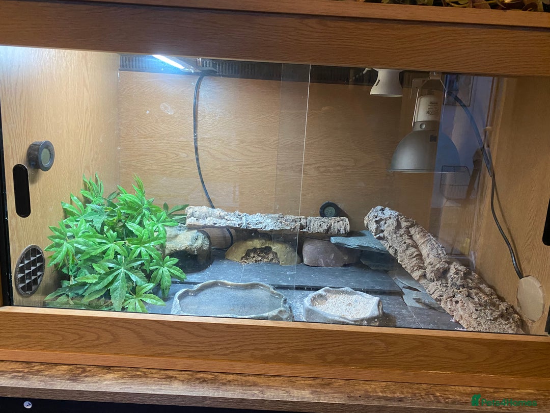 Leopard Gecko reptiles for sale: Snow leopard gecko and vivarium  - Image 2
