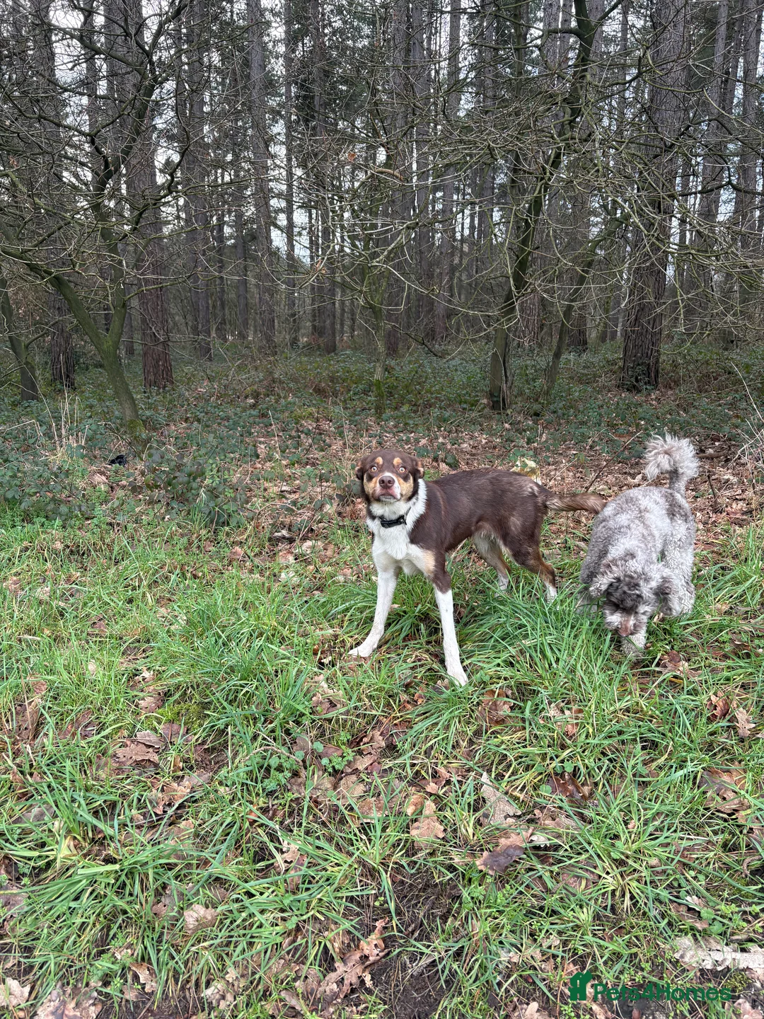 Border Collie dogs for sale: 1 yr old border collie for rehome in Doncaster - Advert 2
