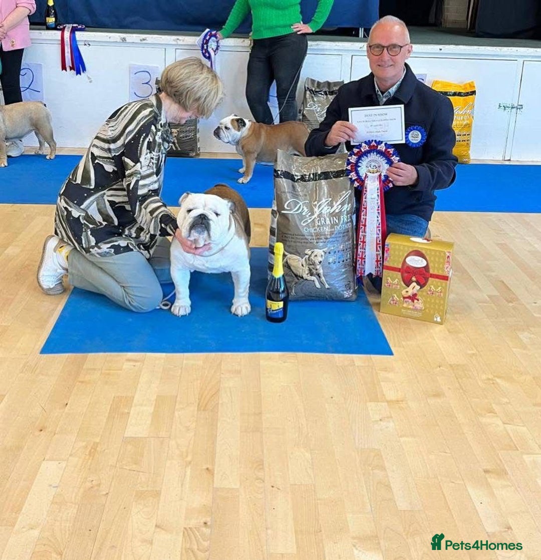 English Bulldog dogs for sale: 4 KC English Bulldog Puppies  - Image 32