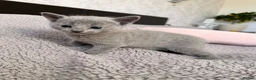 Russian Blue cats for sale: TICA registered pedigree russian blue kittens - Advert 8