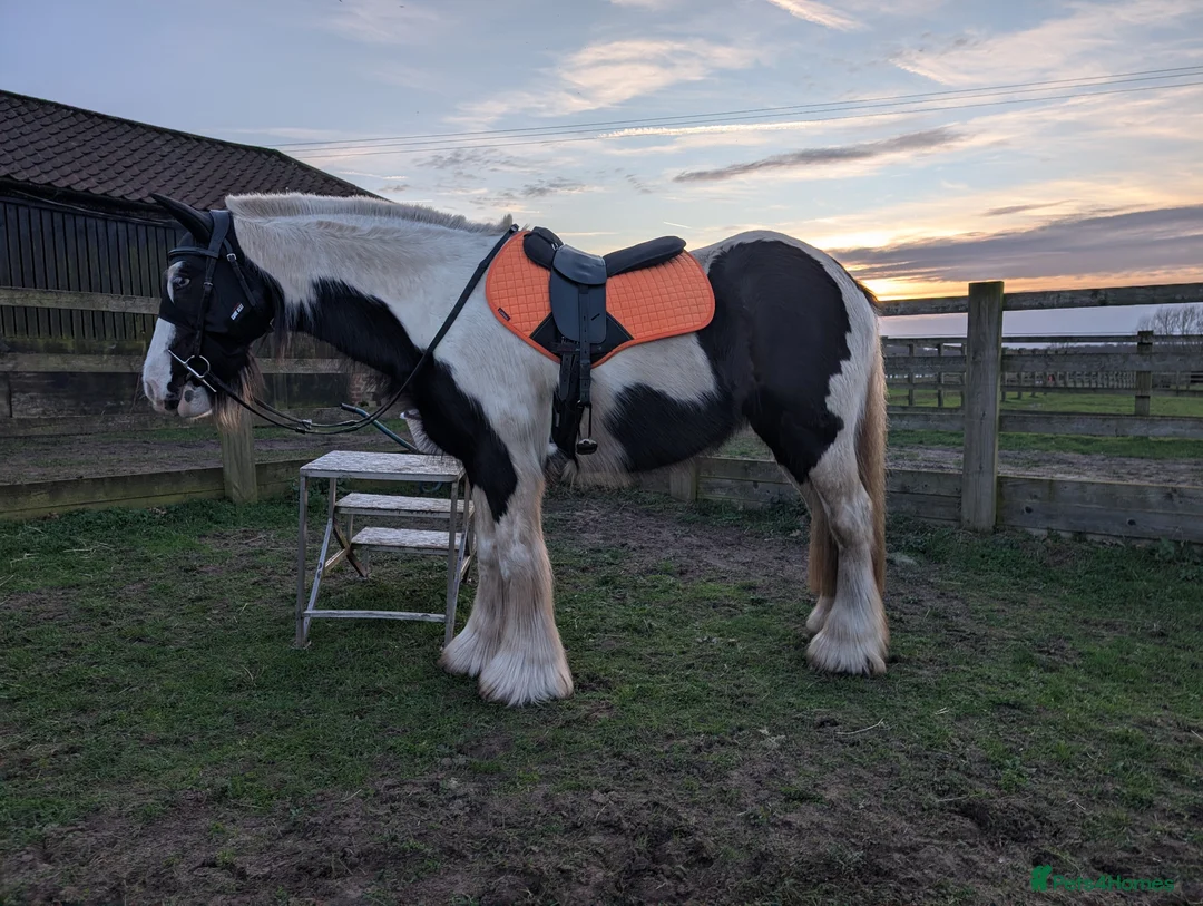 Irish Cob horses for sale: Willow 14hh cob mare  in Gainsborough - Advert 6