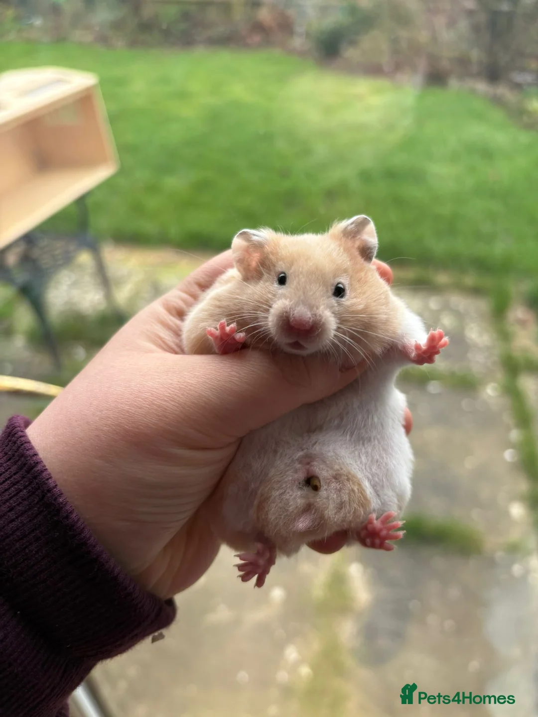 Hamster rodents for sale: Pedigree Syrian hamsters - Advert 4