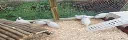 Quail poultry for sale: ** QUAIL CHICKS FOR SALE ** - Advert 5