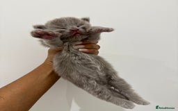 Munchkin cats for sale: beautiful short legged munchkins - Advert 7