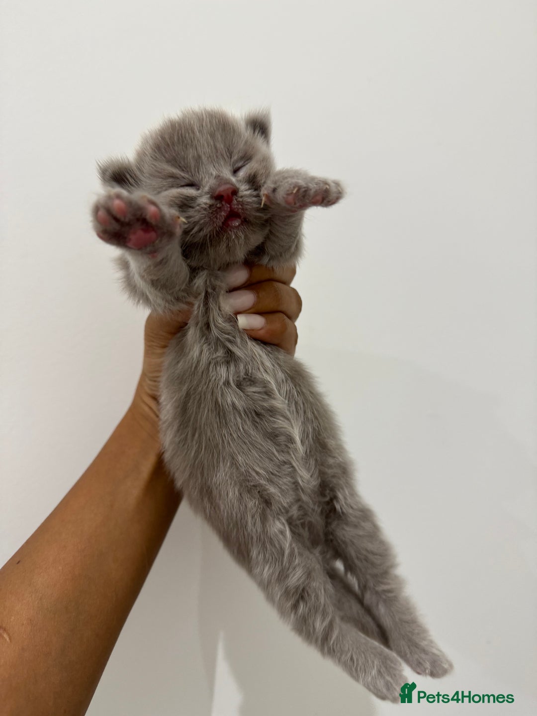 Munchkin cats for sale: beautiful short legged munchkins - Advert 7