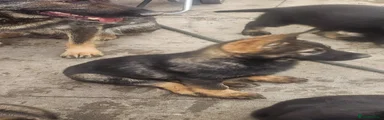 German Shepherd Puppy 3