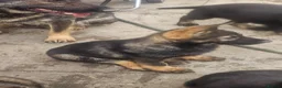 German Shepherd dogs for sale: Working lime German Scheperd puppies - Advert 7