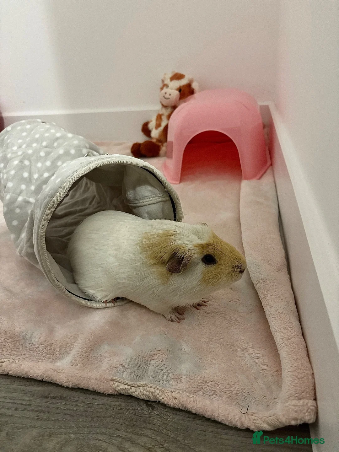 Guinea Pig rodents for sale: Male guinea pig in Norwich - Advert 3