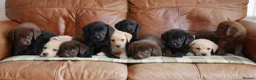 Labrador Retriever dogs for sale: Quality Health Tested Labrador Puppies - Advert 2