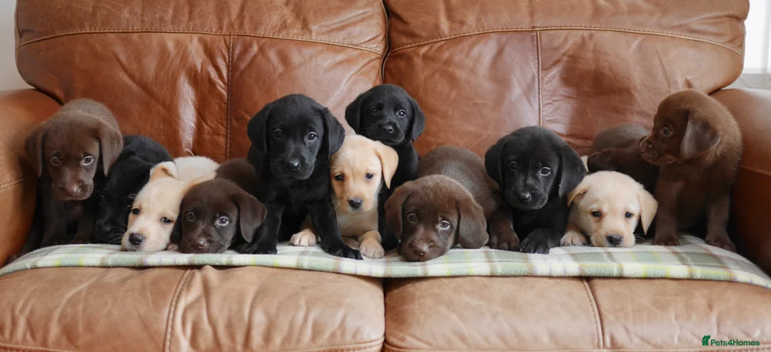 Labrador Retriever dogs for sale: Quality Health Tested Labrador Puppies - Advert 2