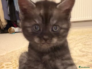 British Shorthair cats Beautiful British Shorthair Kittens - Advert 1