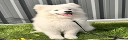 Samoyed dogs for sale: Only one girl left.  - Advert 17