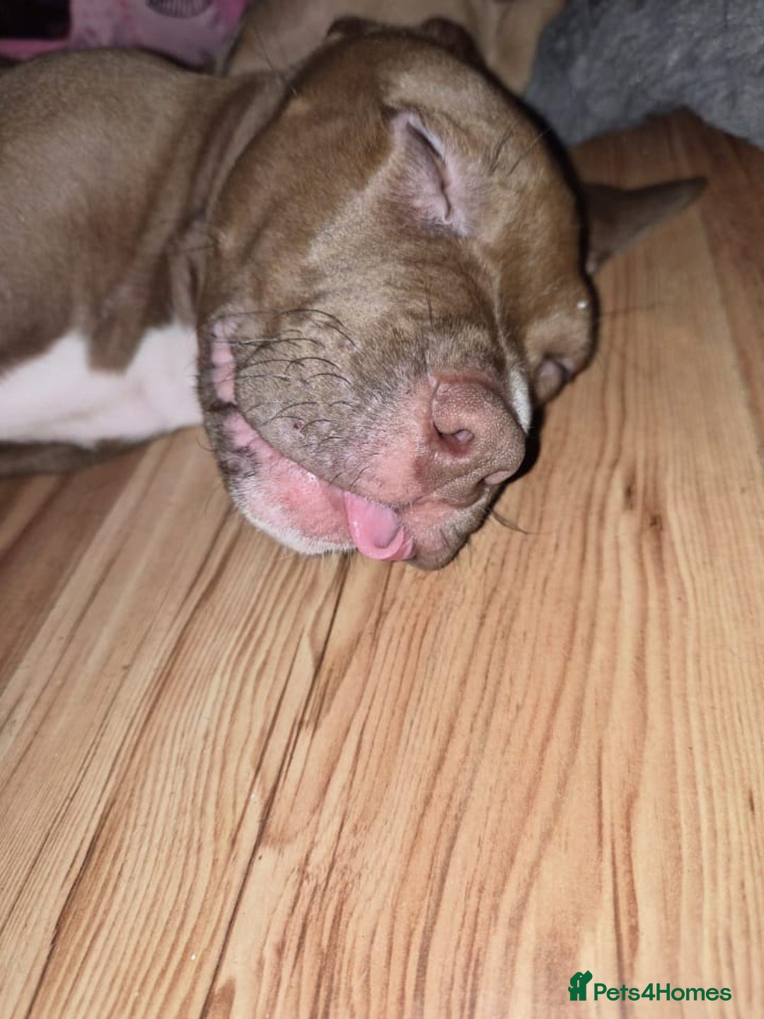 American Bulldog dogs for sale: 11 little hearts need their forever home - Advert 23