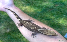 Gecko reptiles for sale: Mix of new Caledonian Geckos - Image 10