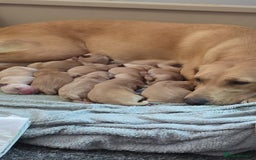 Labrador Retriever dogs for sale: Gorgeous Labrador puppies - Image 5