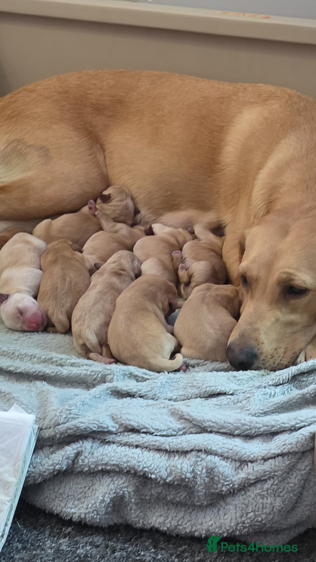 Labrador Retriever dogs for sale: Gorgeous Labrador puppies - Image 5